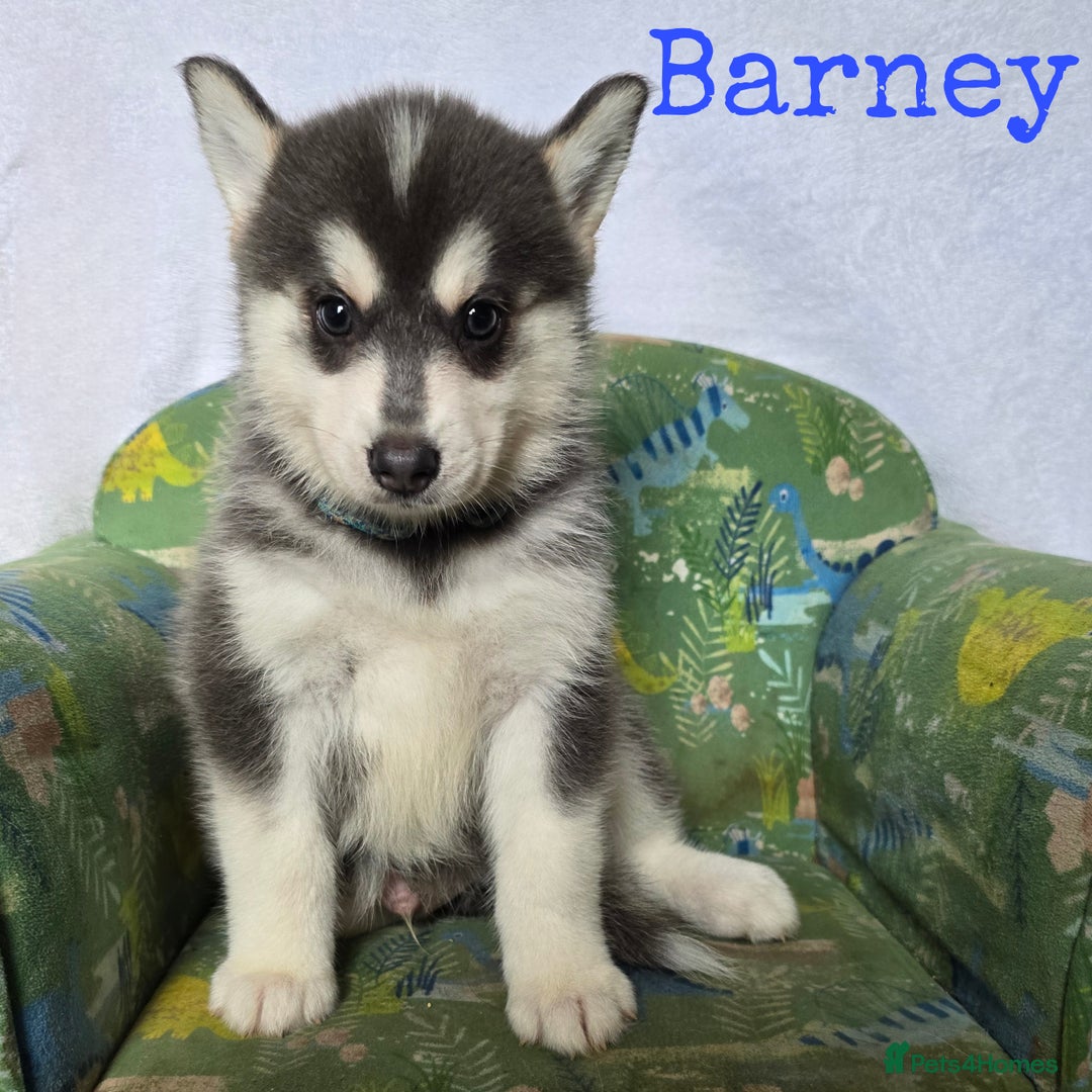 Pomsky dogs for sale: Stunning Pomsky Puppies Ready Now - Image 10
