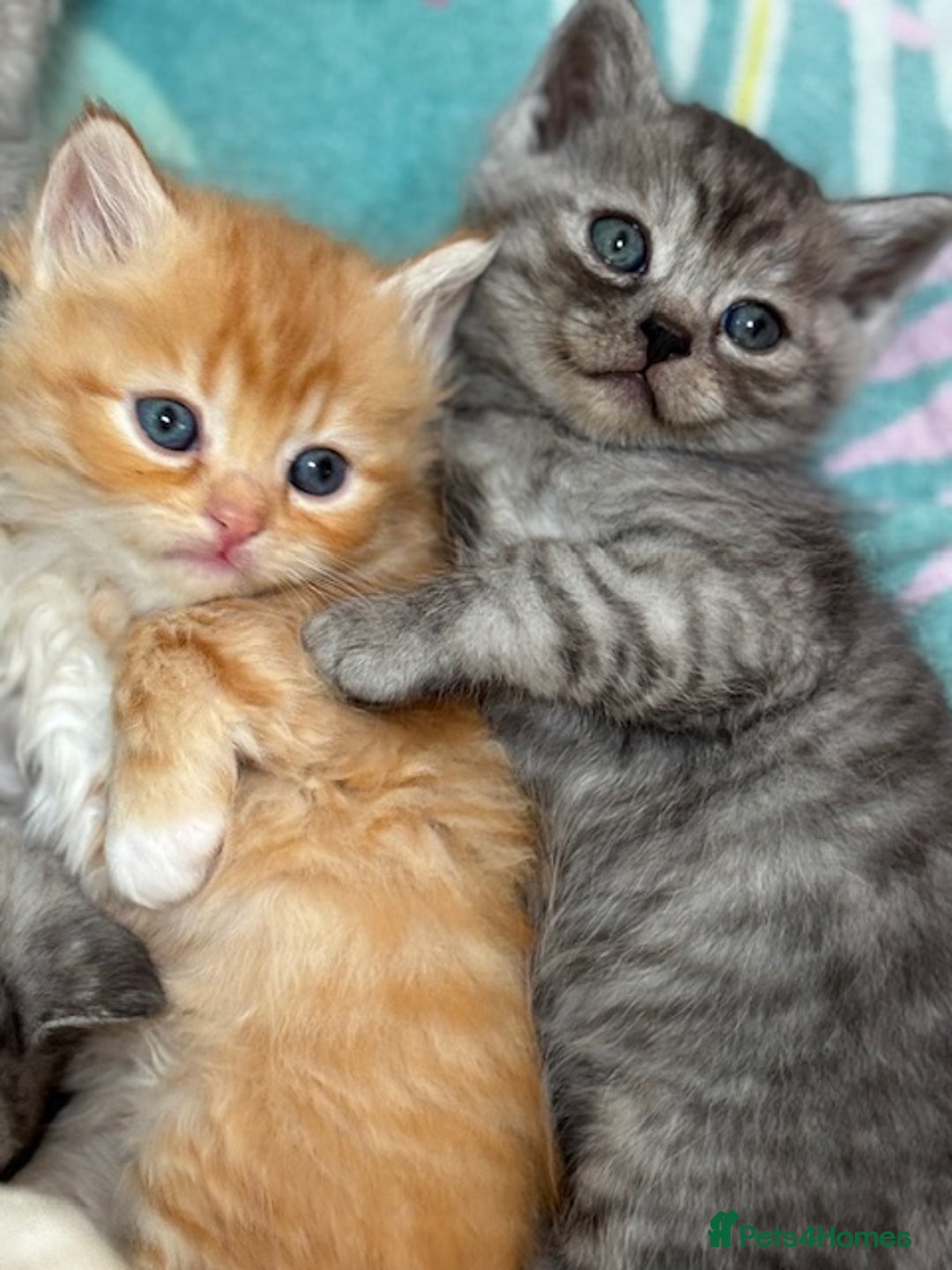 Persian cats for sale: Persian Cross Kittens - GCCF Registered parents - Image 2