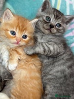 Persian cats - Advert 4