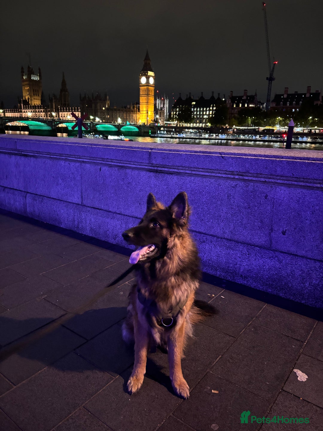 German Shepherd dogs for sale: Rehoming One-Year Old Male German Shepherd - Advert 14