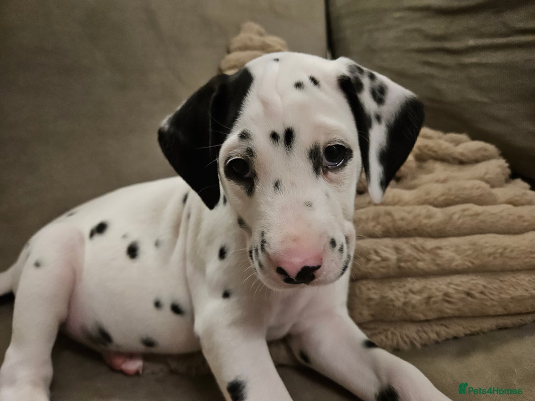 Dalmatian dogs for sale: beautiful dalmatian puppies - Advert 27