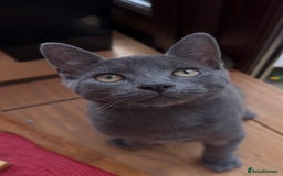 Mixed Breed cats for sale: Beautiful Kittens – One Grey Boy & Two girls - Image 6