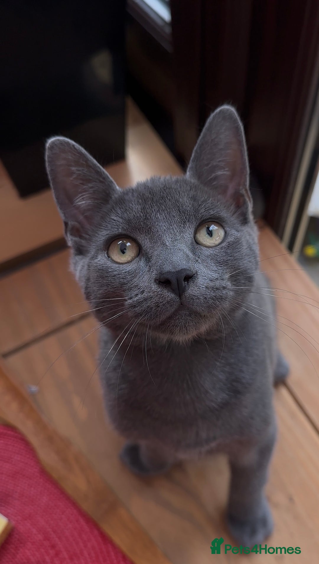 Mixed Breed cats for sale: Beautiful Kittens – One Grey Boy & Two girls - Image 6