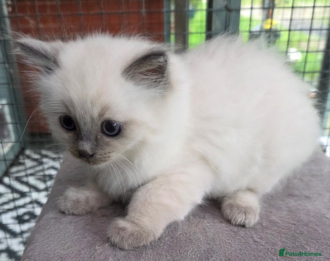 Ragdoll cats for sale: 1 Beautiful Female Ragdoll - Image 5