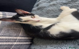 British Shorthair cats for sale: 2 kittens for rehome - Image 1