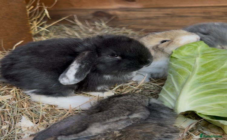 French Lop rabbits - Advert 1