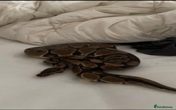 Snake reptiles for sale: Royal Python  - Image 2