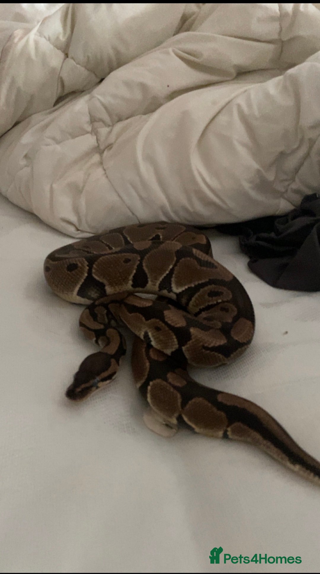 Snake reptiles for sale: Royal Python  - Image 2