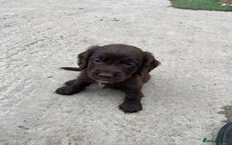 Cocker Spaniel dogs for sale: Exceptional working cocker spaniels  - Image 1