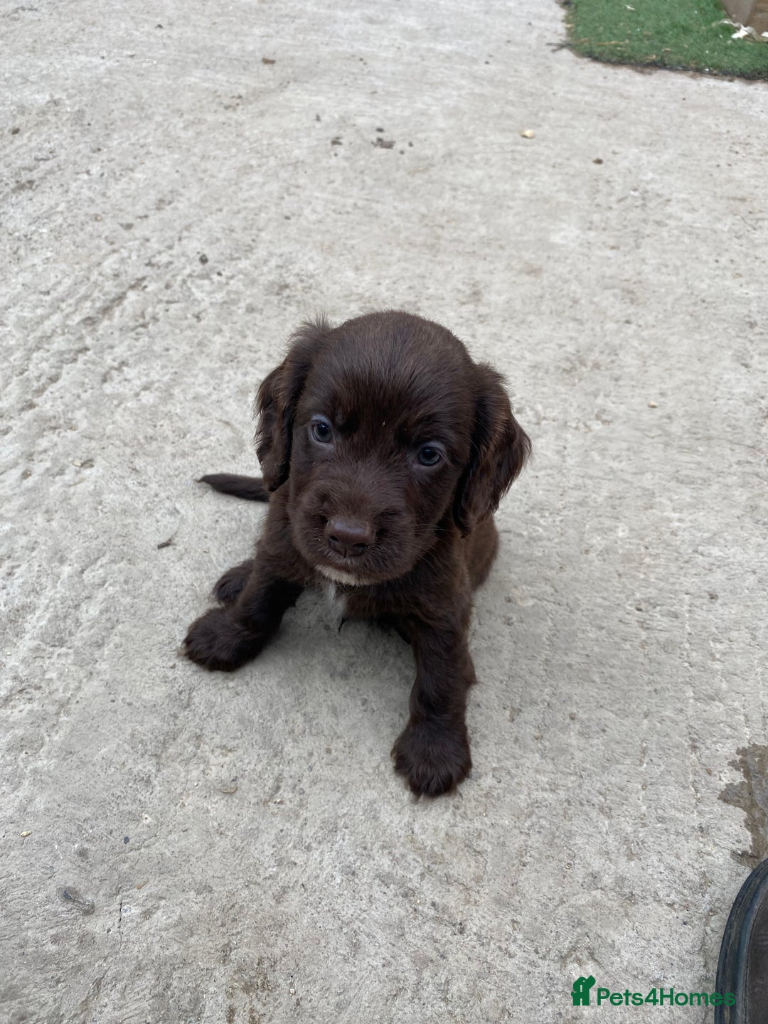 Cocker Spaniel dogs for sale: Exceptional working cocker spaniels  - Image 1