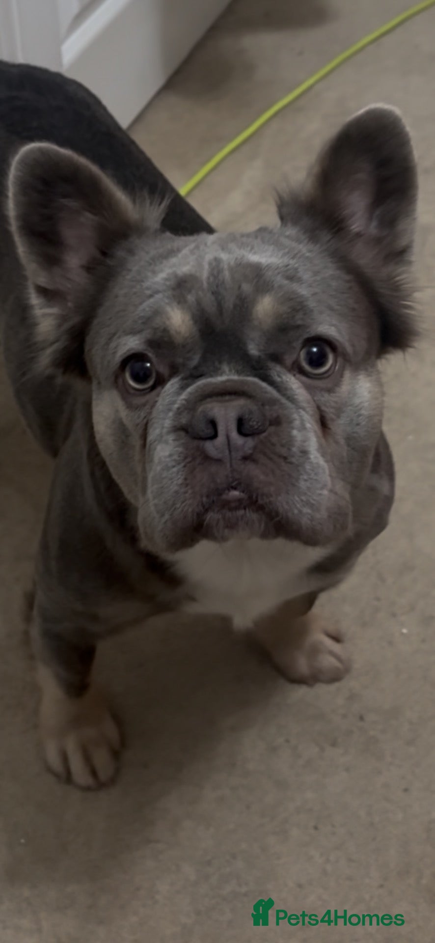 French Bulldog dogs 8 Merle Fluffy KC registered french bulldogs - Advert 2