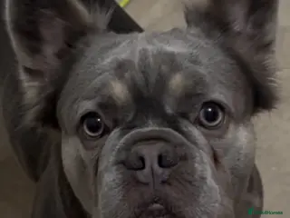 French Bulldog dogs 8 Merle Fluffy KC registered french bulldogs - Advert 2