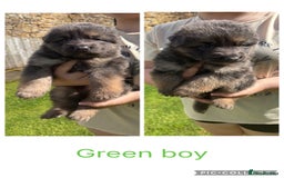 German Shepherd dogs for sale: 8 beautiful long haired German shepherd puppies  - Image 5