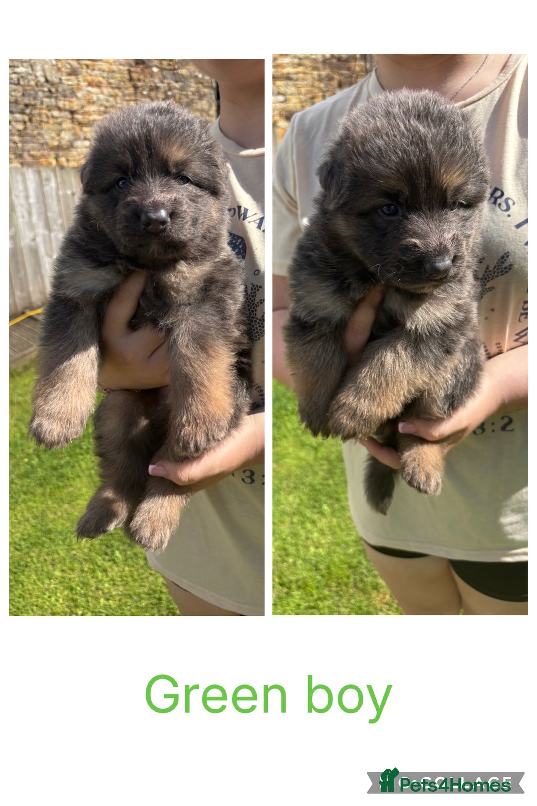German Shepherd dogs for sale: 8 beautiful long haired German shepherd puppies  - Image 5