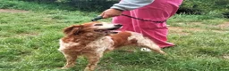 Brittany Spaniel dogs for adoption: Quila - 11 year old Brittany  - Advert 4