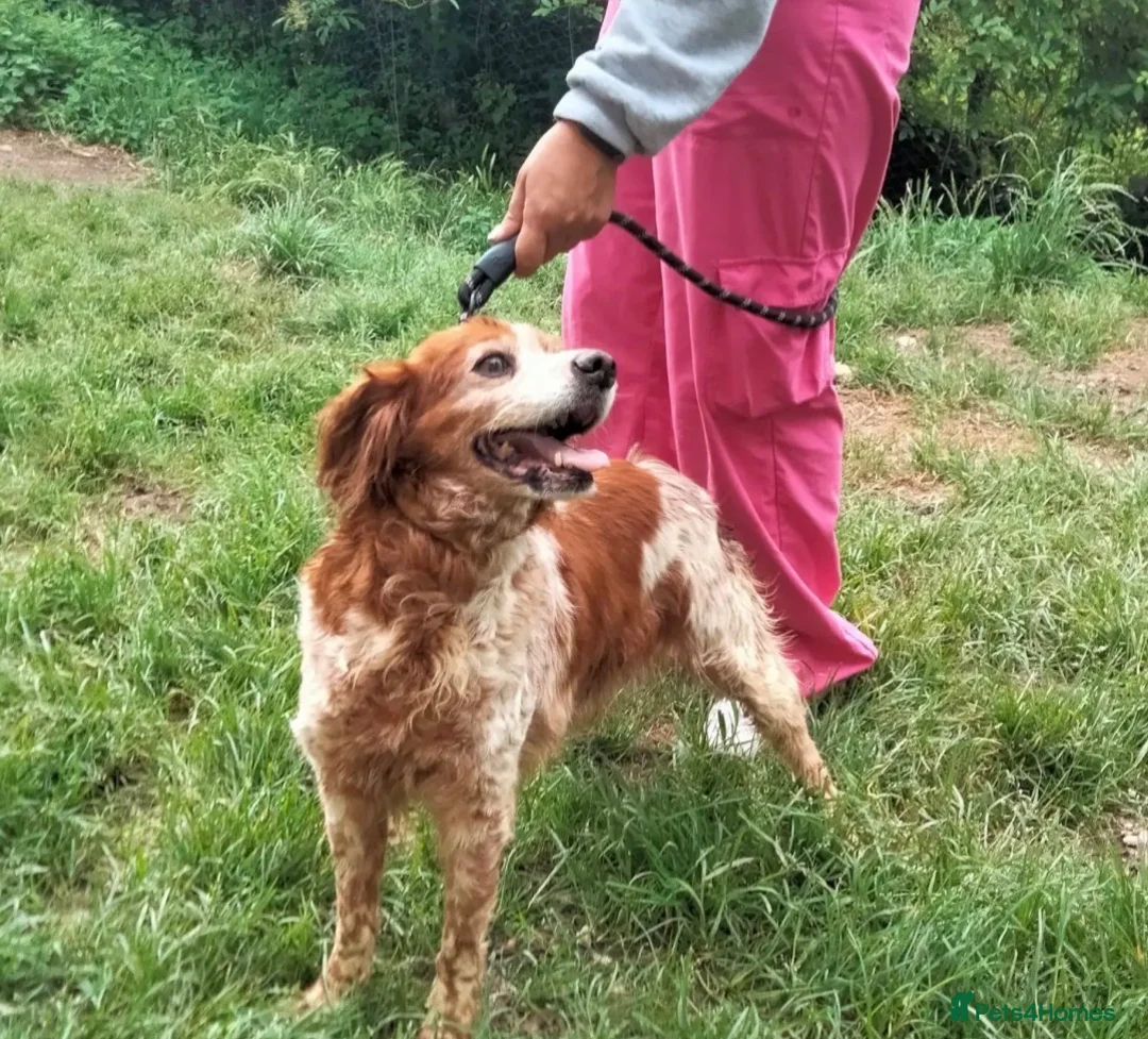 Brittany Spaniel dogs for adoption: Quila - 11 year old Brittany  - Advert 4
