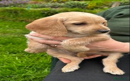 Hungarian Vizsla dogs for sale: VIZSIPOO puppies, Vizsla x Miniature Poodle - Image 14