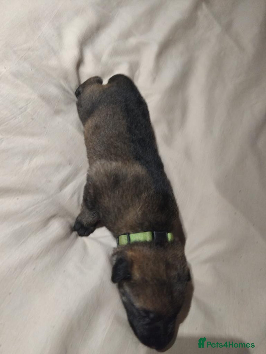 German Shepherd dogs for sale: German shepherd puppy’s kennel club registered  - Advert 31