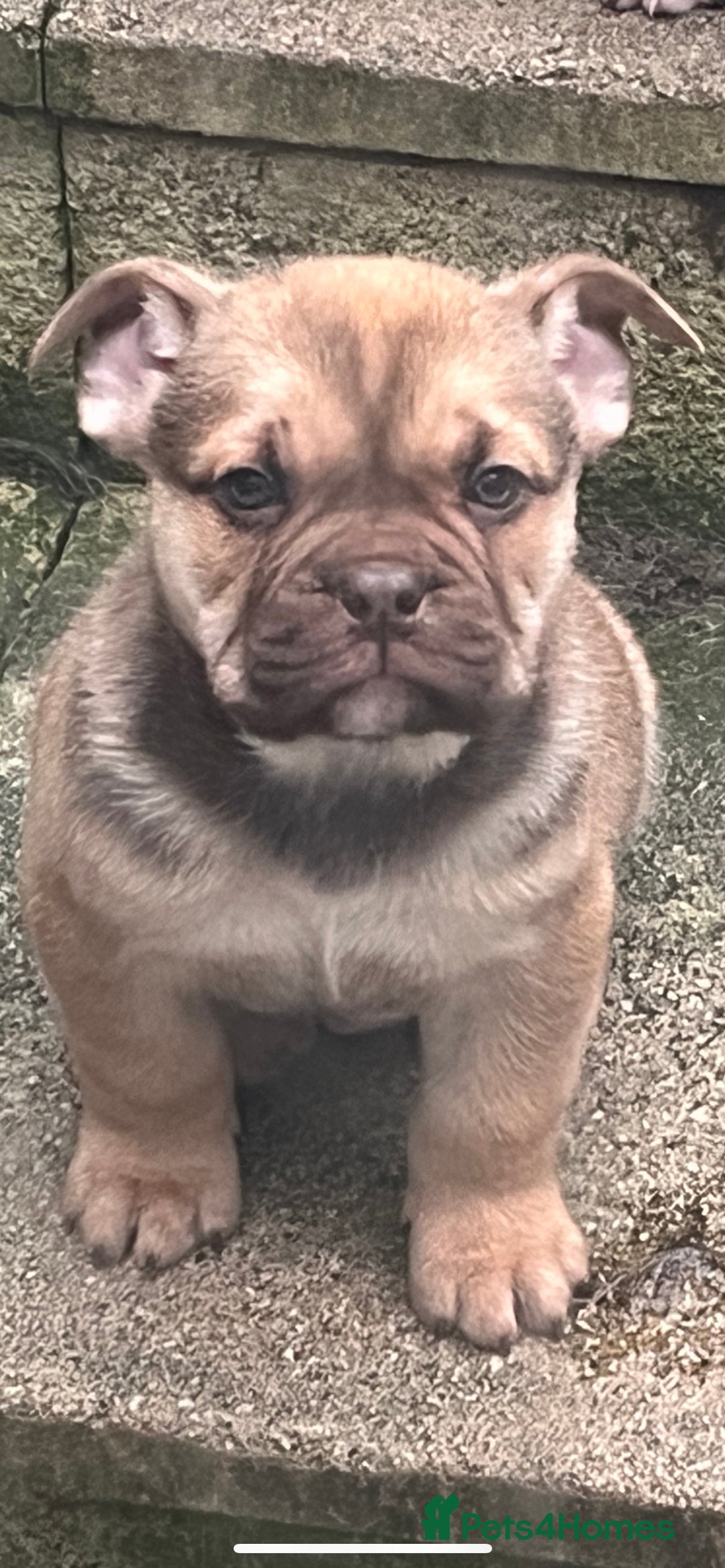 Mixed Breed dogs for sale: 3/4 English bulldog babies  - Image 9
