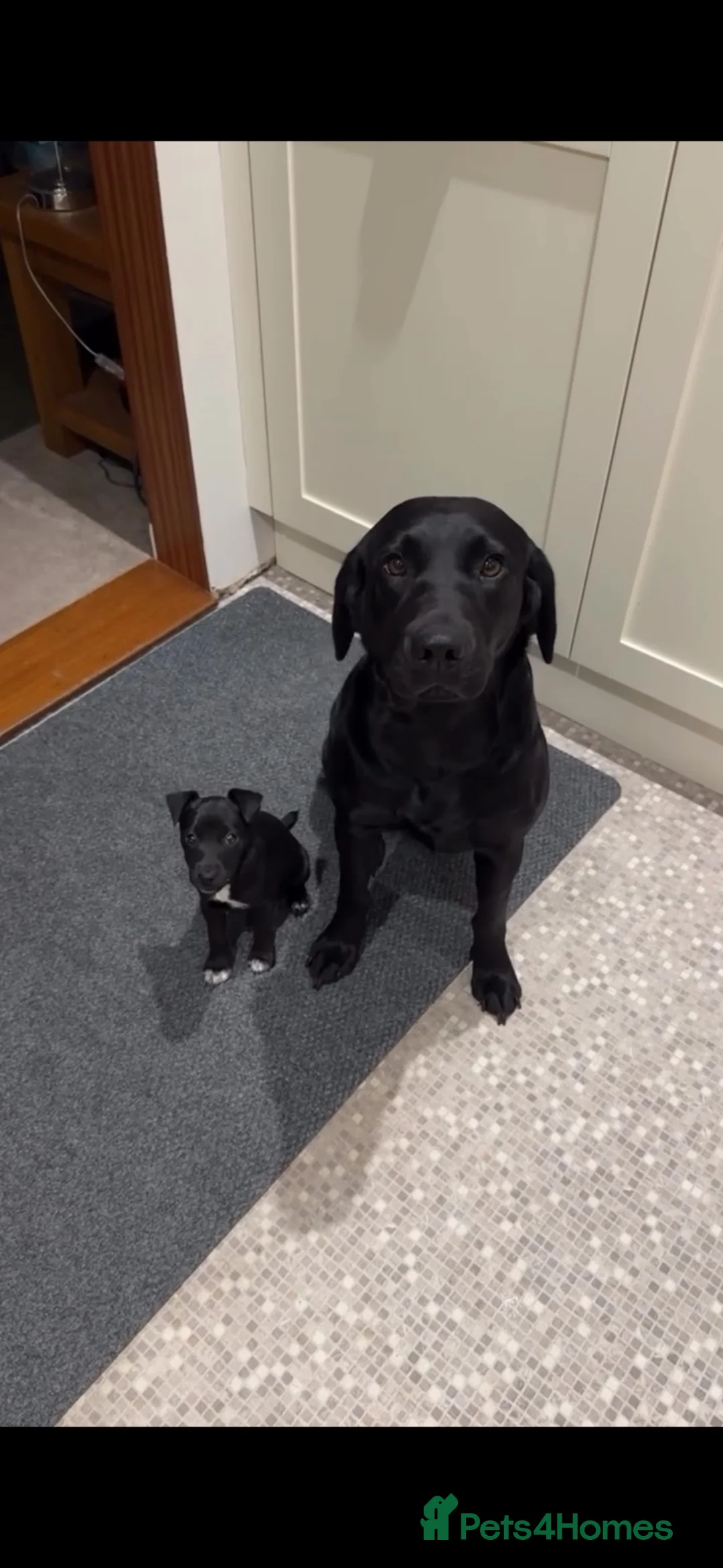 Patterjack dogs for sale: Beautiful patterdale female  - Advert 2