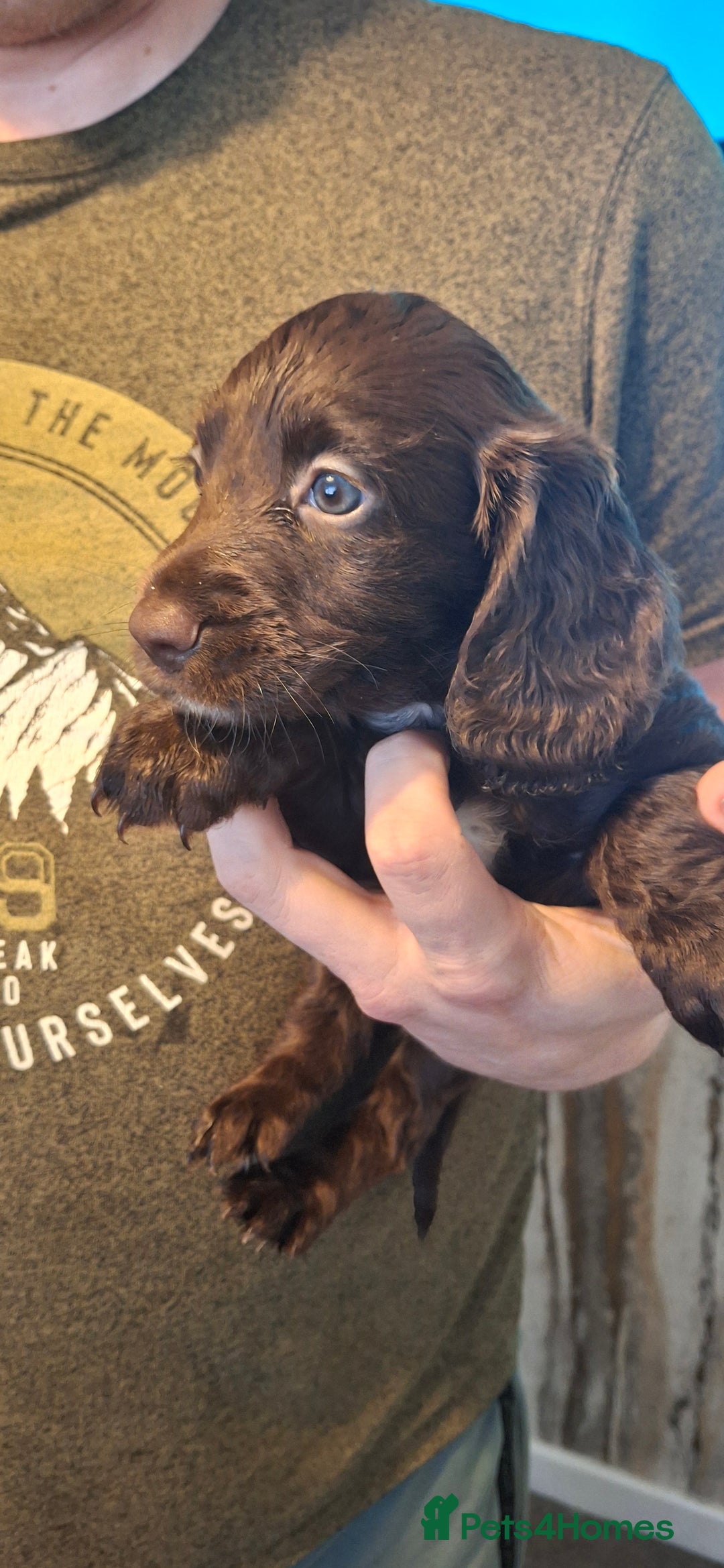 Cockapoo dogs for sale: Cockapoos for sale - Image 3