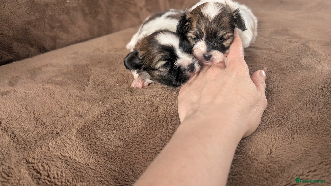 Papillon dogs for sale: Stunning papillon girls  - Advert 12