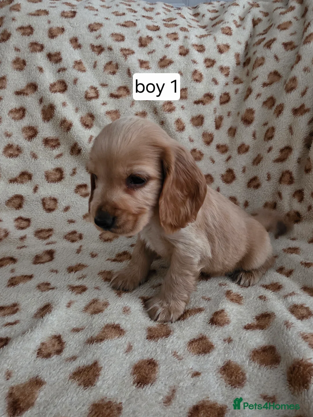 Cocker Spaniel dogs for sale: Show cocker spaniel puppies - Advert 1