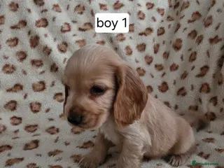 Cocker Spaniel dogs Show cocker spaniel puppies - Advert 1