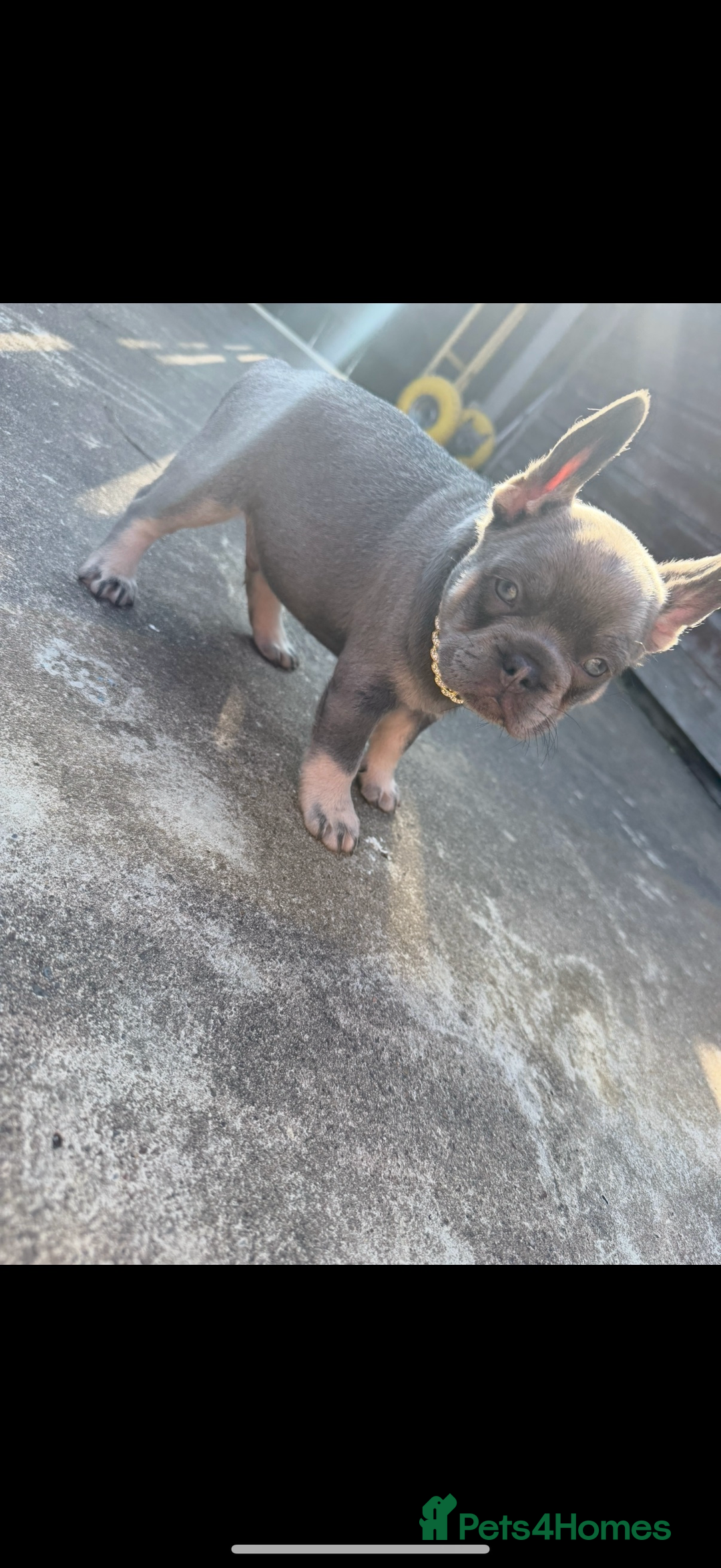 French Bulldog dogs for sale: ** frenchies  - Image 11
