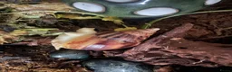 Snails invertebrates for sale: Giant African Land Snail Babies in Kettering - Advert 2