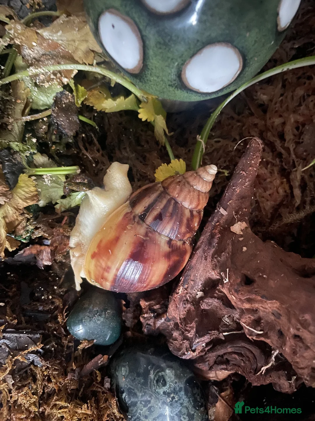 Snails invertebrates for sale: Giant African Land Snail Babies in Kettering - Advert 2