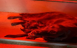 Labrador Retriever dogs for sale: Last gorgeous Labrador dog puppy - Image 6