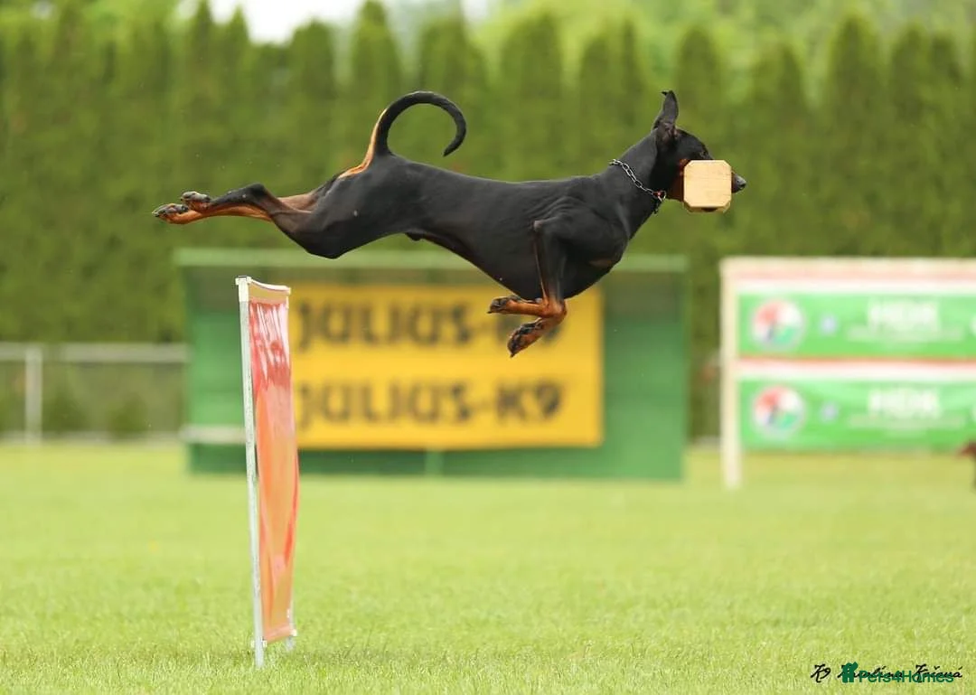 Dobermann dogs for sale: Fantastic KC Dobermann Puppies  - Advert 30