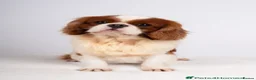 Cavalier King Charles Spaniel dogs for sale: Beautiful Cavalier King Charles Spaniel Puppies - Advert 9