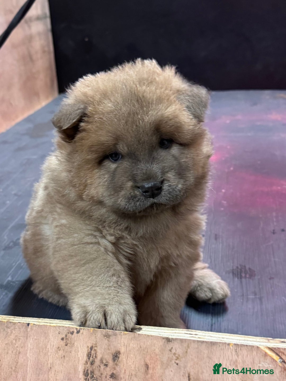 Chow Chow dogs for sale: Gorgeous Chow Chow Puppies Raised in a loving Home - Advert 15