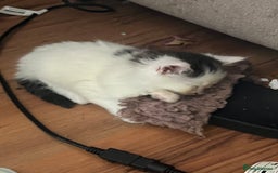 British Shorthair cats for sale: Ready for a loving home now  - Image 30