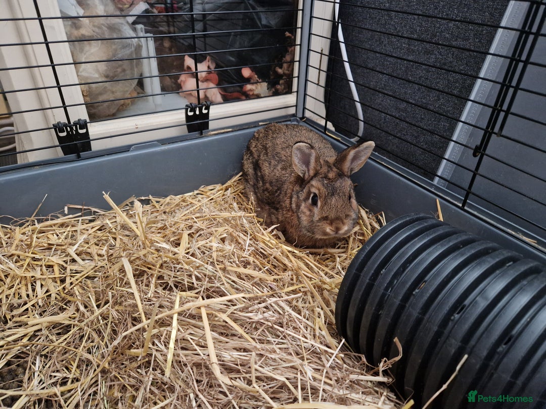 Netherland Dwarf rabbits for sale: Handsome purebred Netherland dwarf boy - Image 5