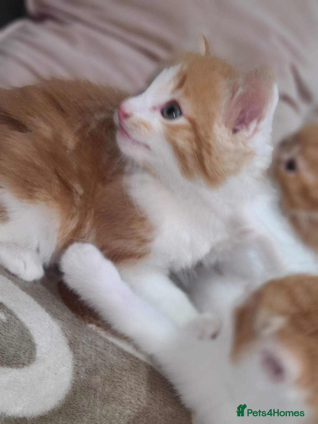 Mixed Breed cats for sale: Ginger tabby kittens  - Advert 4