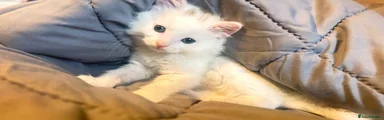 Cocoa