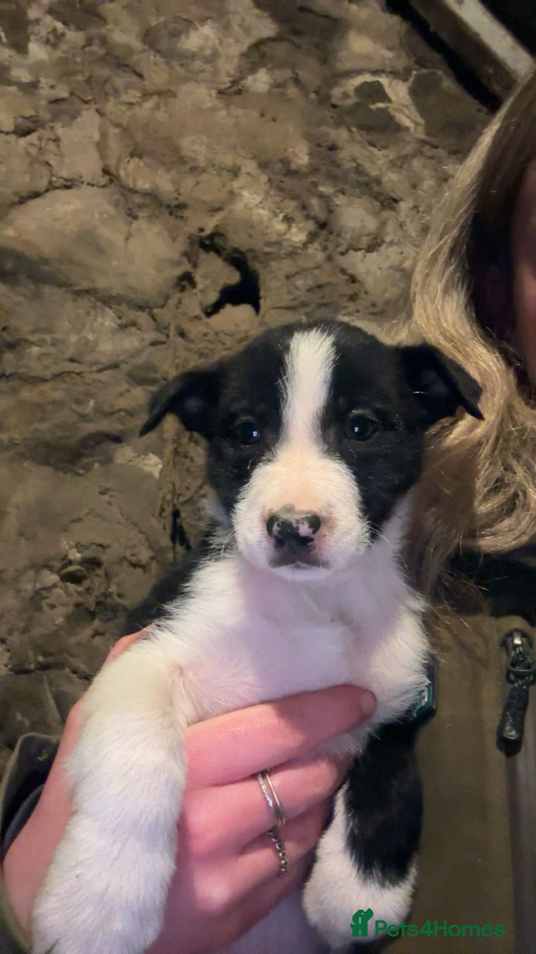 Border Collie dogs for sale: Border collies for sale - Advert 4