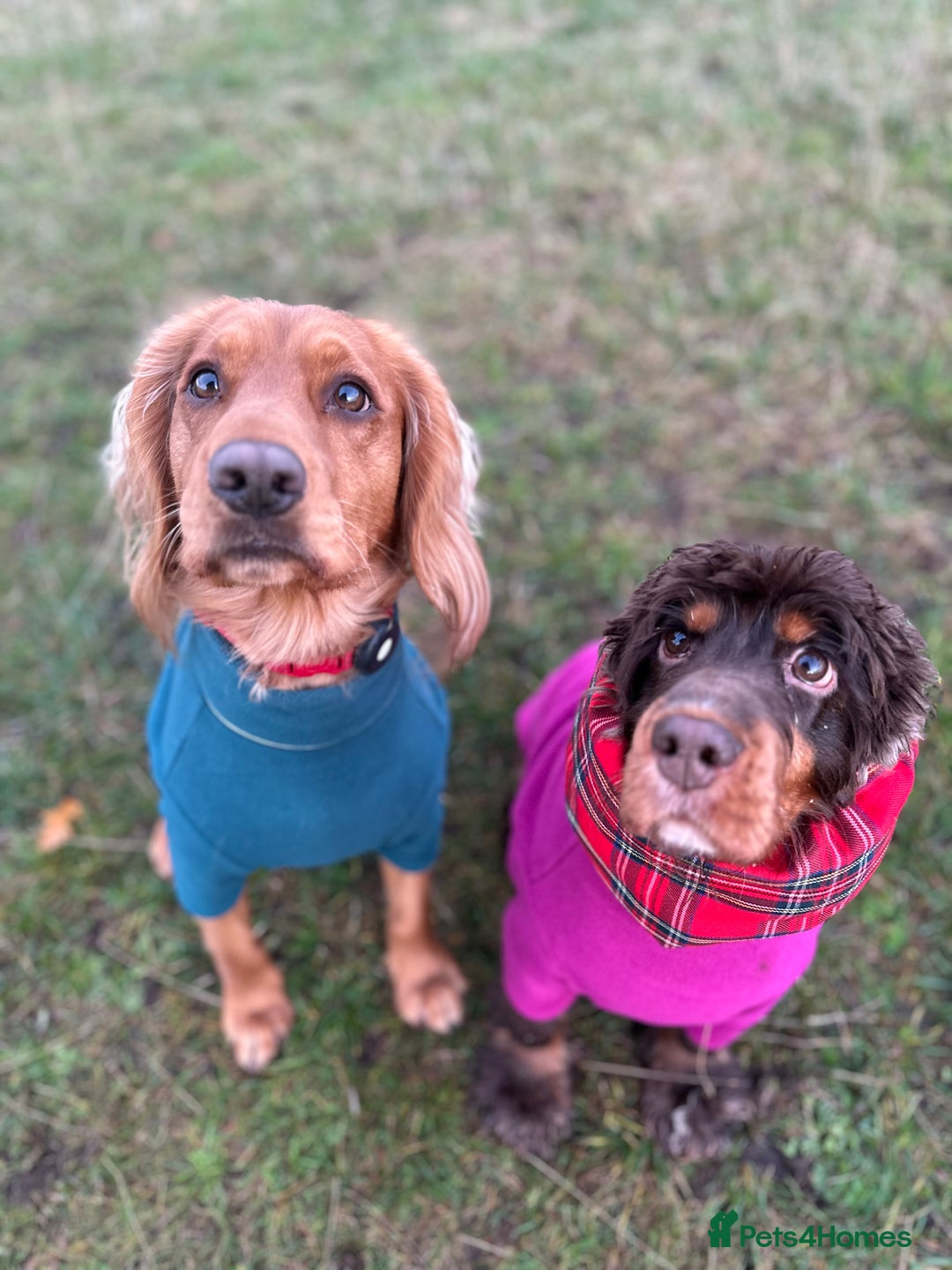 Cocker Spaniel dogs for sale: Cocker Spaniel puppies: Interest list - Advert 3