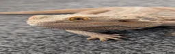 Bearded Dragon reptiles for sale: Bearded dragon and full setup  - Advert 2