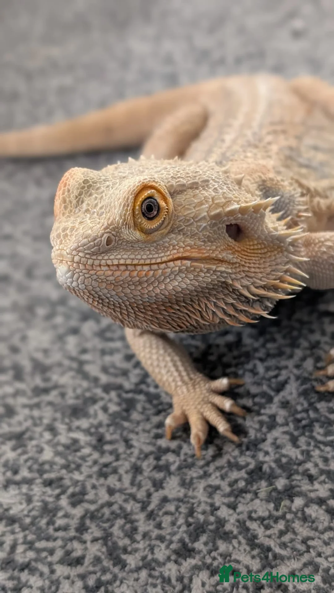 Bearded Dragon reptiles for sale: Bearded dragon and full setup  - Advert 2