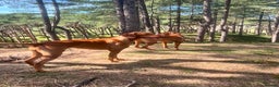 Hungarian Vizsla dogs for sale: Hungarian Vizsla Puppies - Advert 4