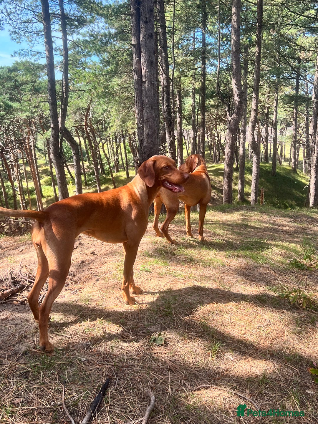 Hungarian Vizsla dogs for sale: Hungarian Vizsla Puppies - Advert 4