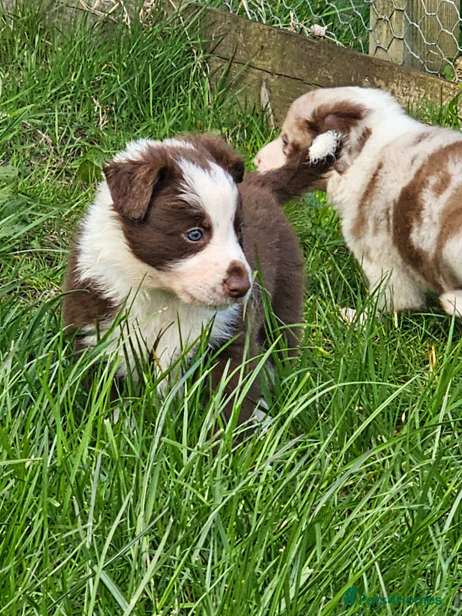 Border Collie dogs Red Merle and Red/white border collie pups - Advert 2