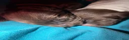 Sprocker dogs for sale: Sprocker puppies for sale  in Craven Arms - Advert 11