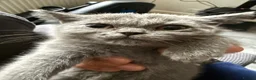 British Shorthair cats for sale: British shorthair  - Advert 17