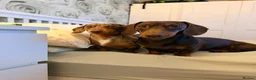 Miniature Dachshund dogs for sale: 2 MINIATURE DACHSHUND FOR REHOMING - Advert 18