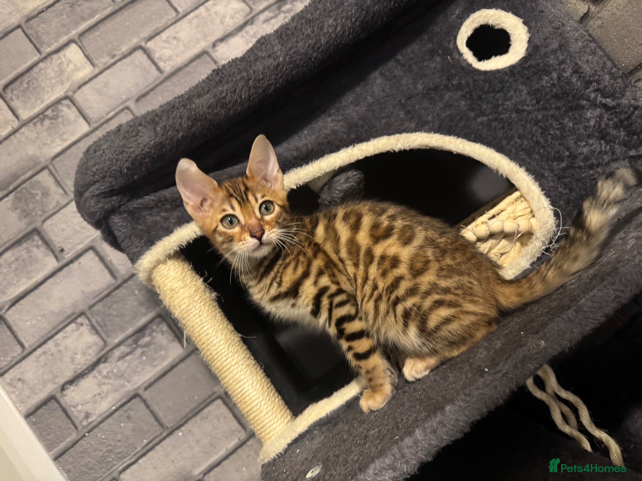 Bengal cats Ready Now Bengal kittens for loving homes. - Advert 3